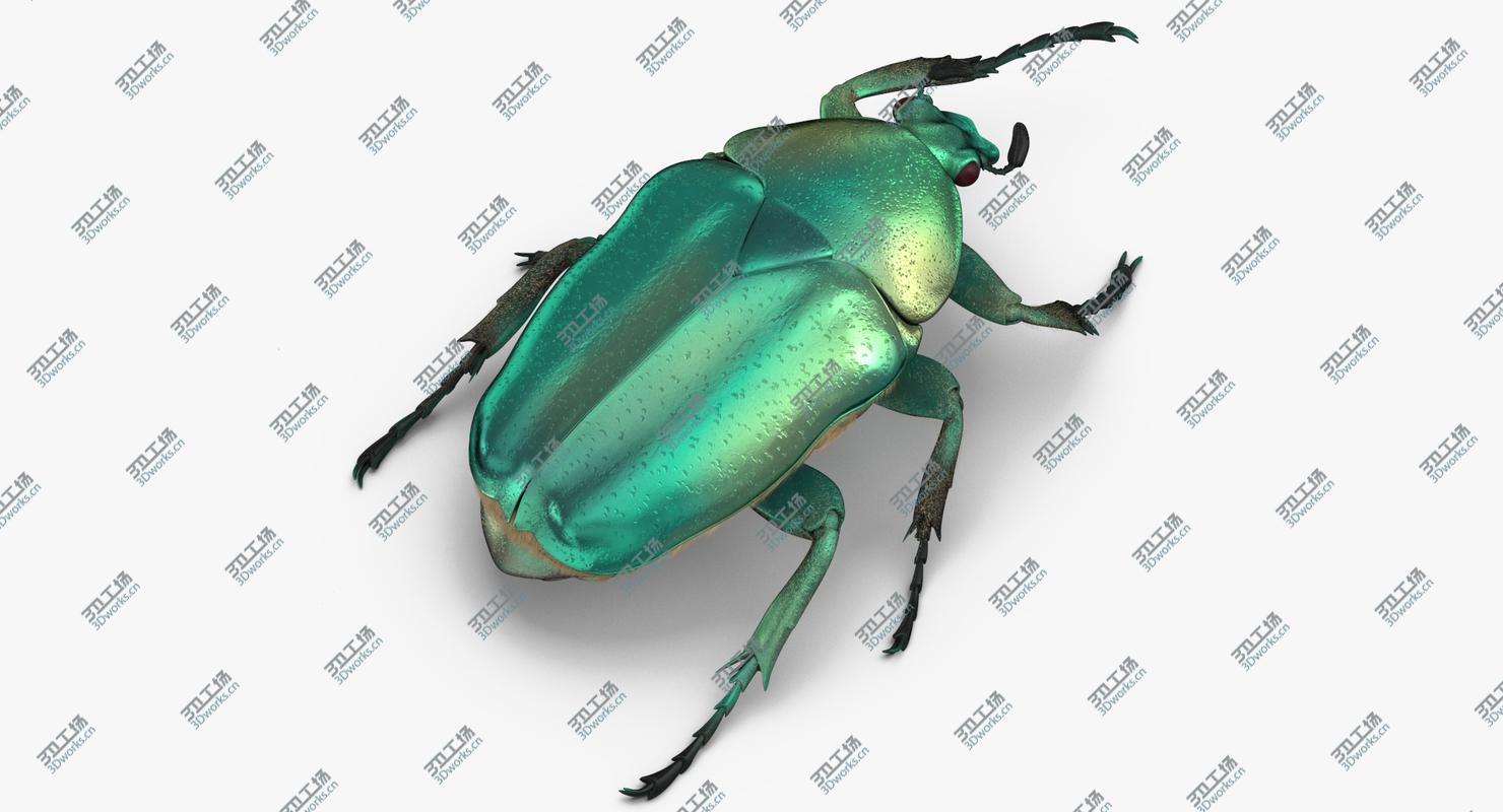 images/goods_img/2021040231/Green Scarab Beetle Walking 02(1) 3D model/5.jpg